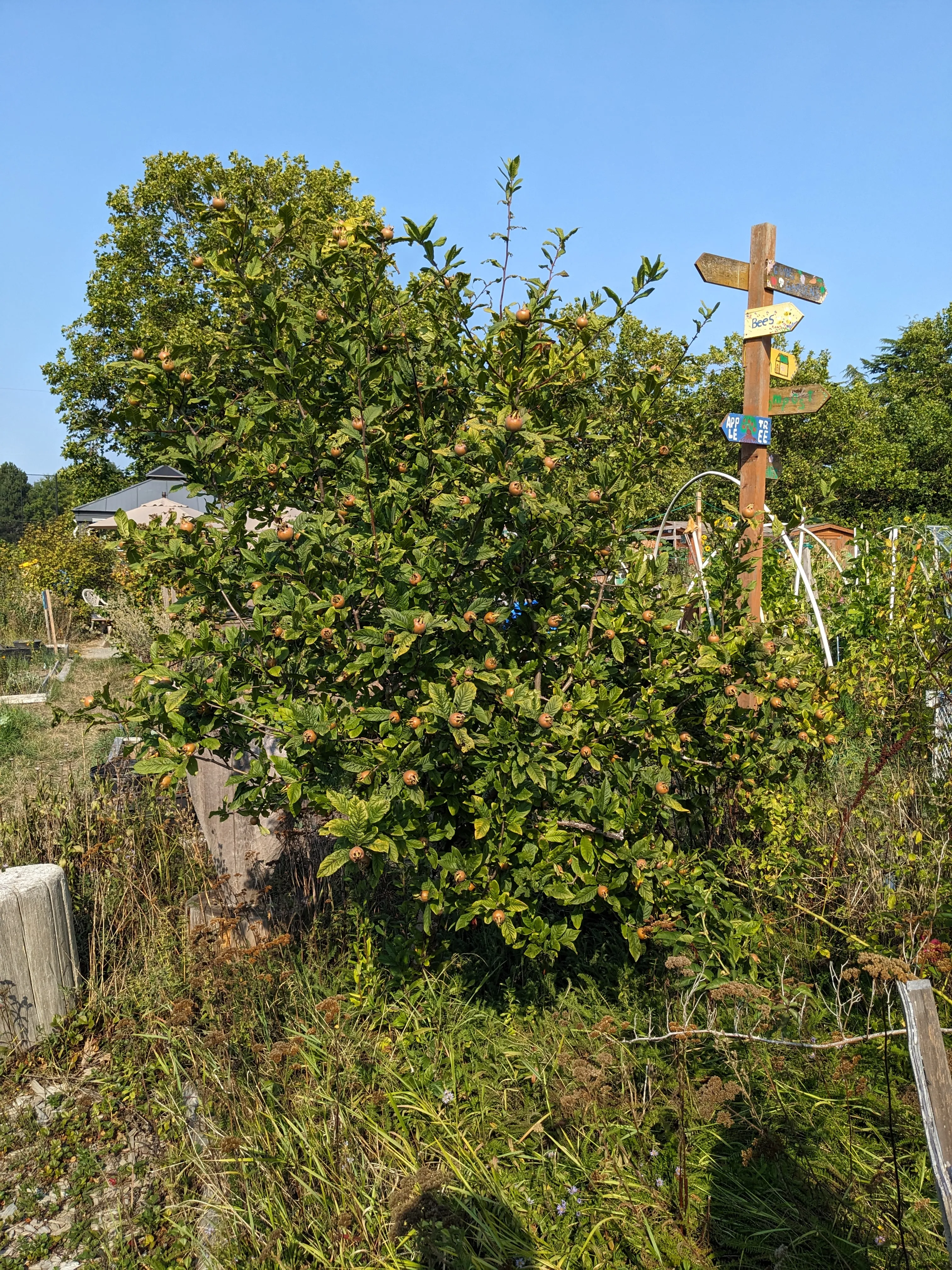 A medlar tree in a garden.